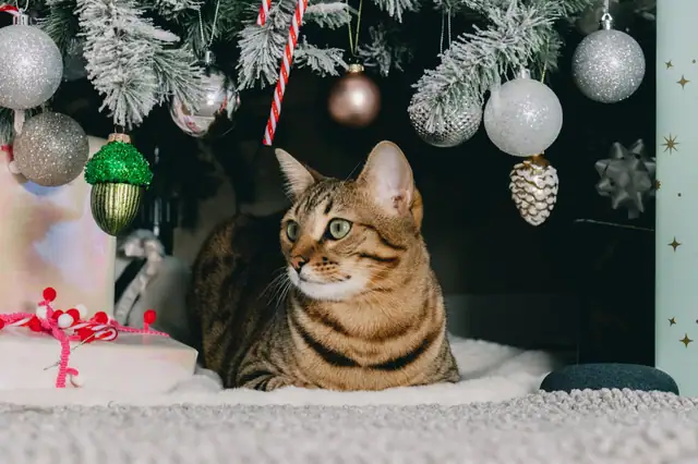 White-tipped flocked branches over a tabby cat